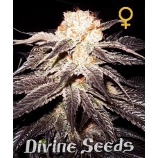Феминизированные семена конопли Семена каннабиса Purple Kush fem